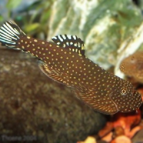 Gastromyzon ctenocephalus 3 cm.